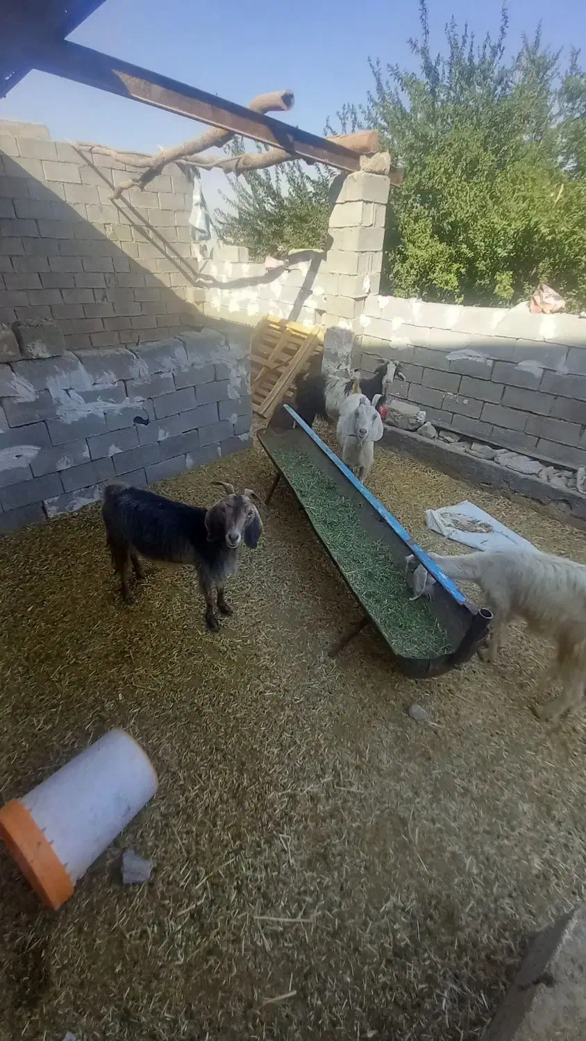 بز خوب|حیوانات مزرعه|رامهرمز, |دیوار