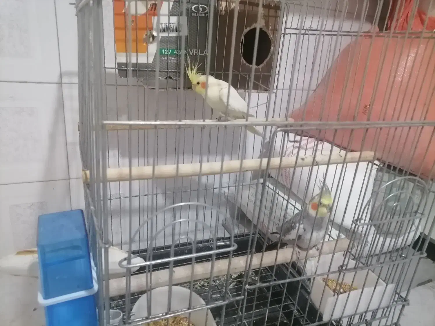 یک جف عروس هلندی مولد|پرنده|تهران, آهنگران (سراسیاب دولاب)|دیوار