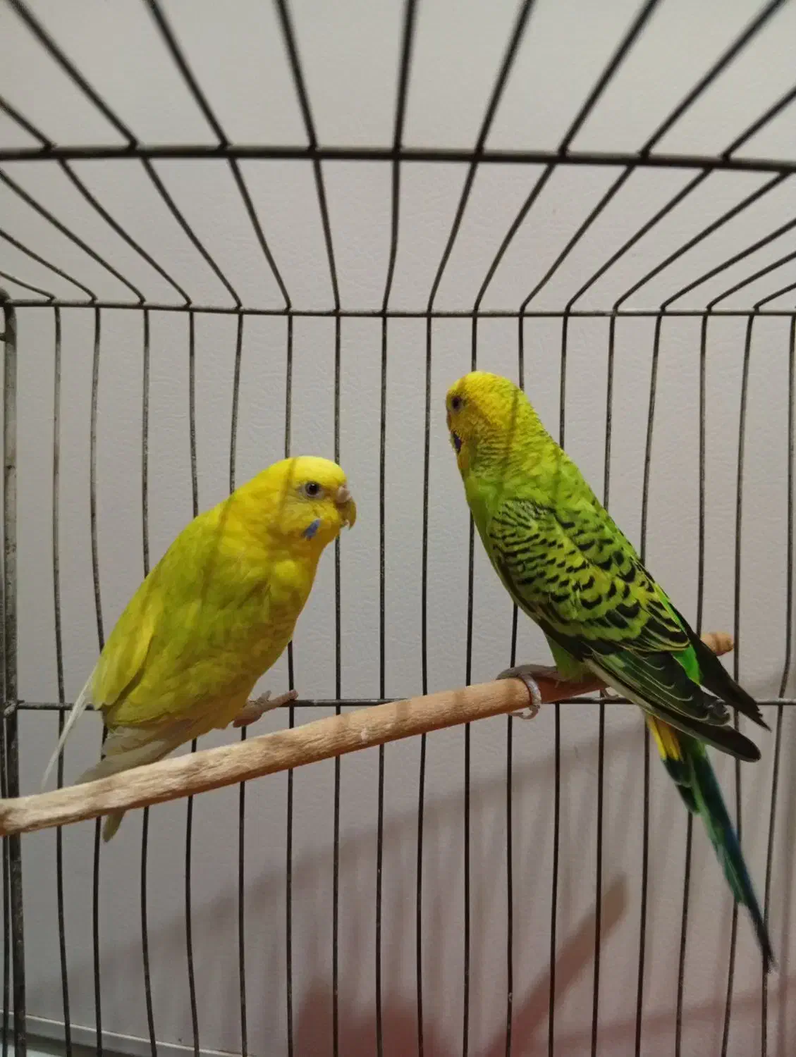 مرغ عشق|پرنده|الوند, |دیوار