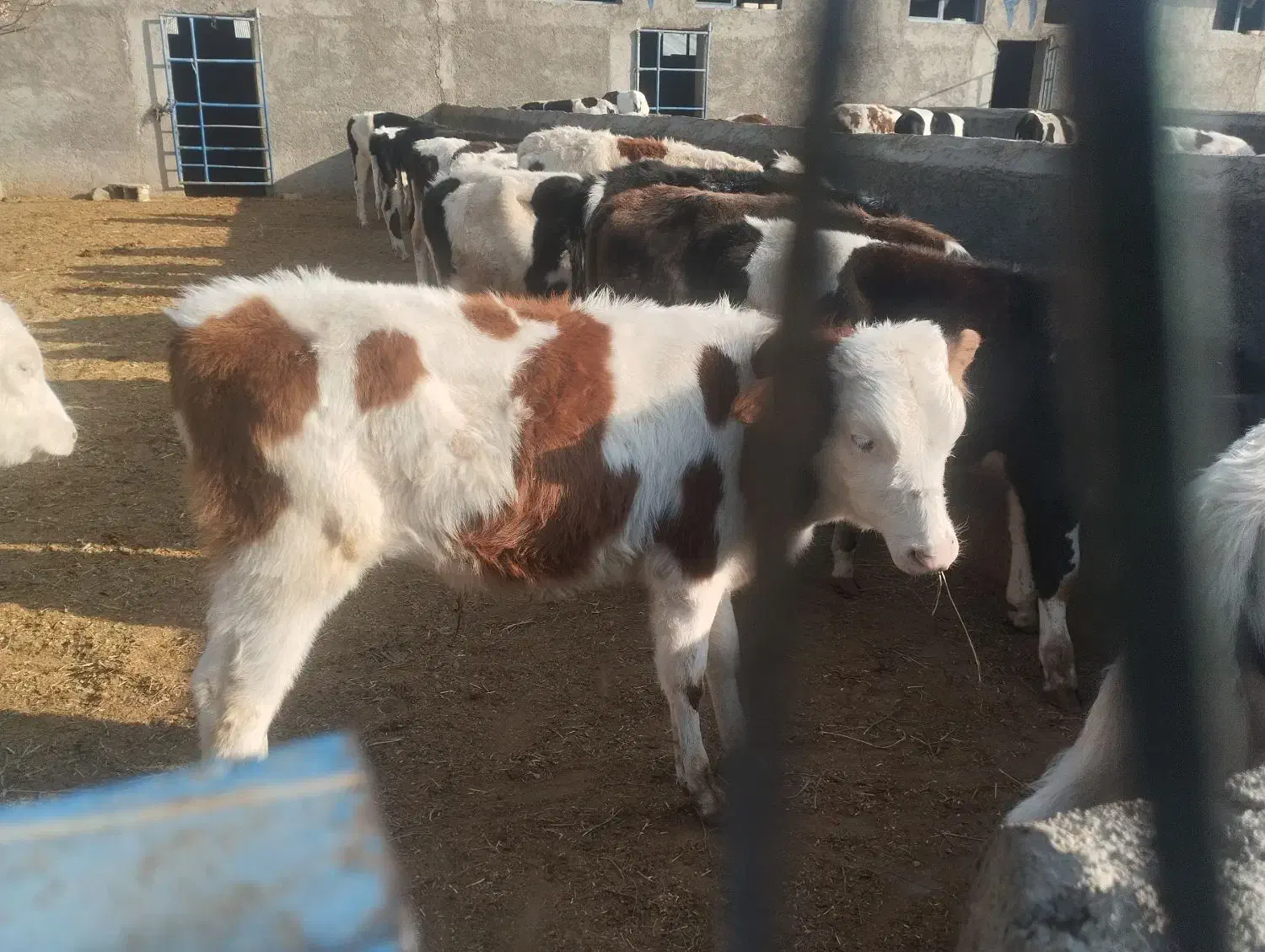 ۲۲عدد گوساله دورگ سیمینتال جنس باب داشت|حیوانات مزرعه|پیشوا, |دیوار