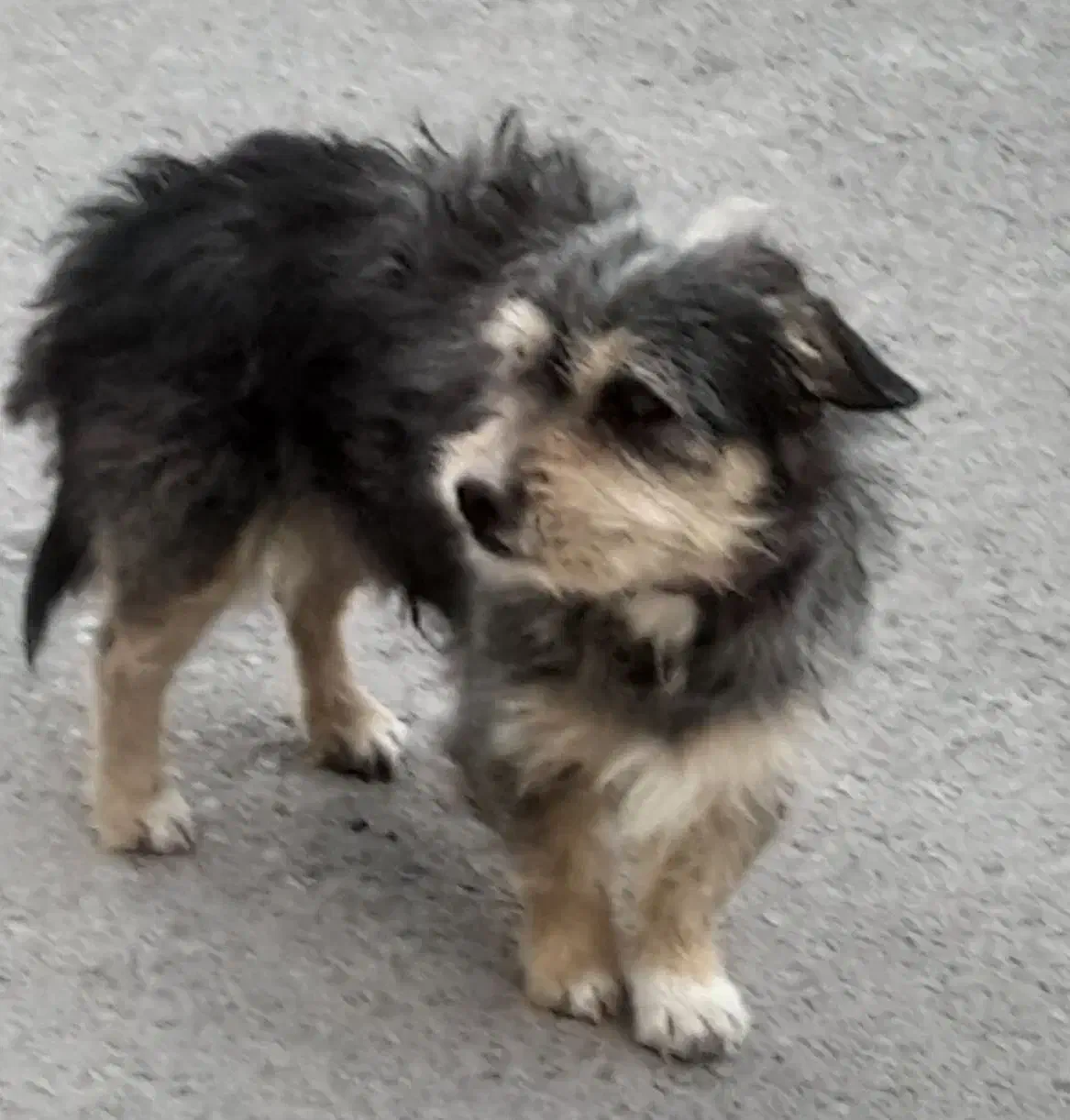 فروش حیوان خانگی|سگ|مشهد, احمدآباد|دیوار