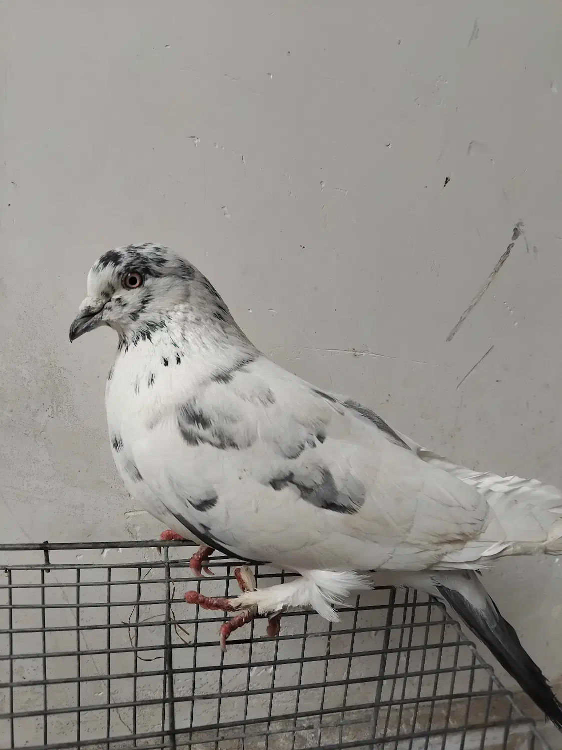 آدرس شوط|پرنده|ماکو, |دیوار