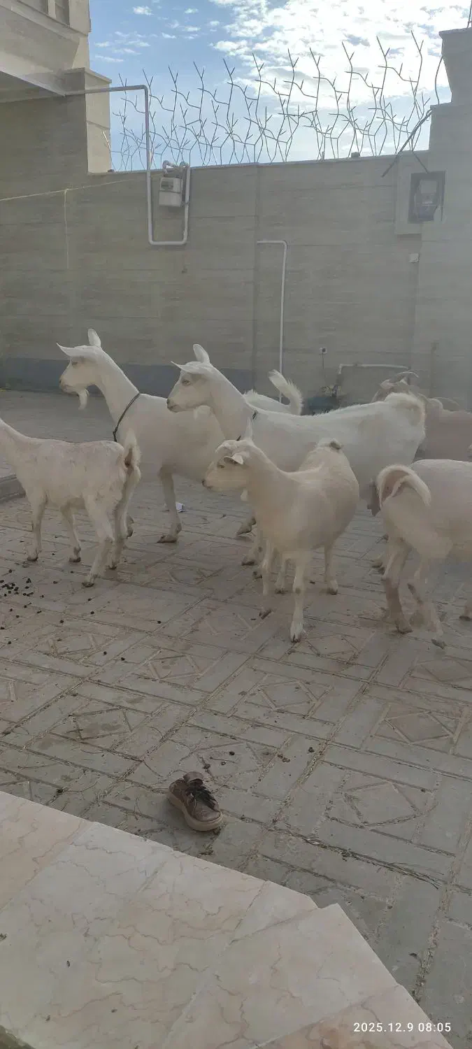 سه تاکولارکل سانن دوتابزسانن|حیوانات مزرعه|درمیان, |دیوار