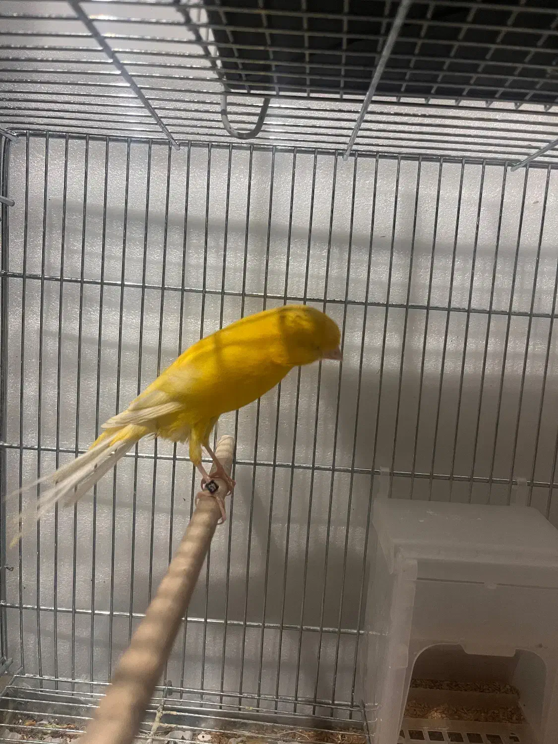 کشیده بلند|پرنده|سیرجان, |دیوار