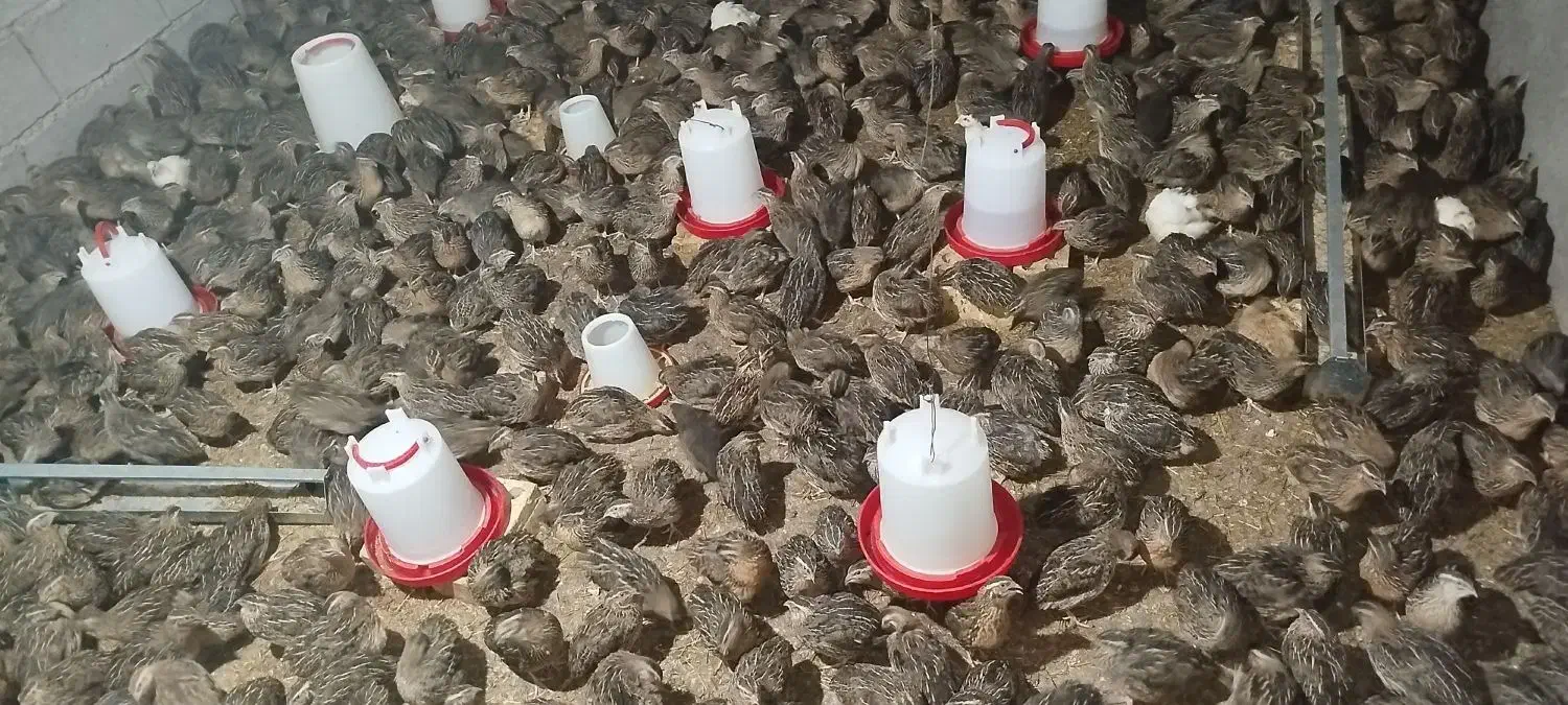 جوجه بلدرچین وبلدرچین گوشتی و تخم گذار|حیوانات مزرعه|رودان, |دیوار