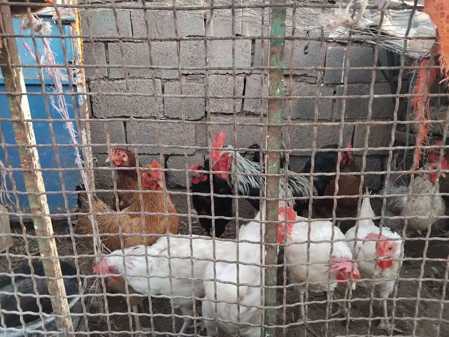 مرغ و خروس|حیوانات مزرعه|باخزر, |دیوار