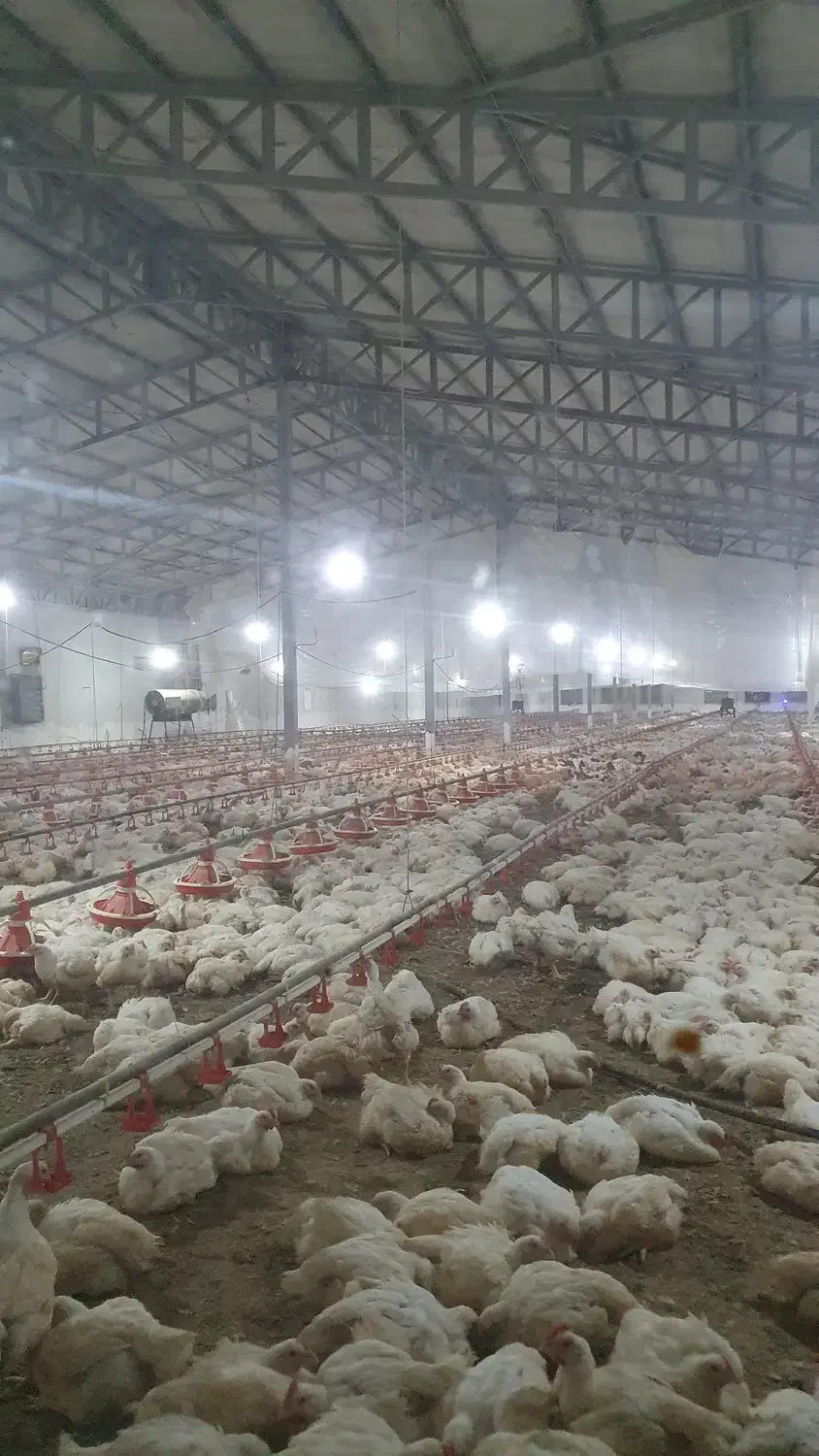 کارگر مرغداری|استخدام صنعتی، فنی، مهندسی|آستارا, |دیوار