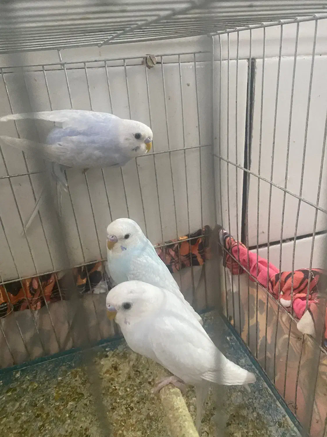 جفت مرغ عشق بالغ|پرنده|داراب, |دیوار