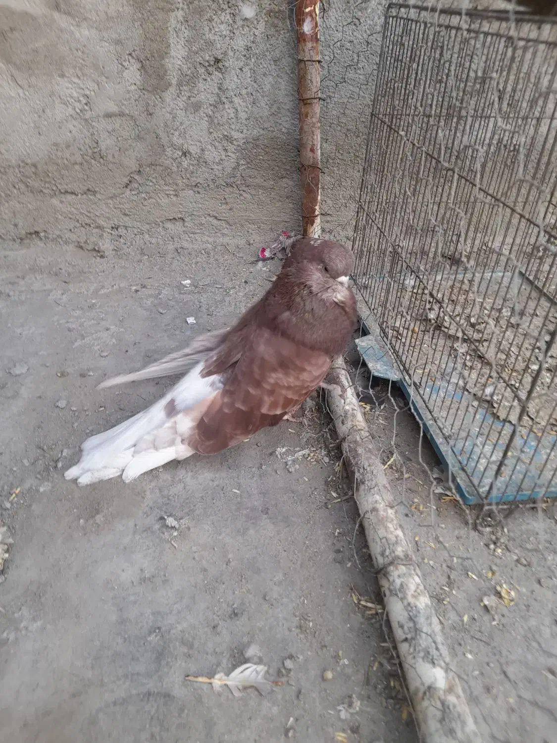 قنار نر|پرنده|هشترود, |دیوار