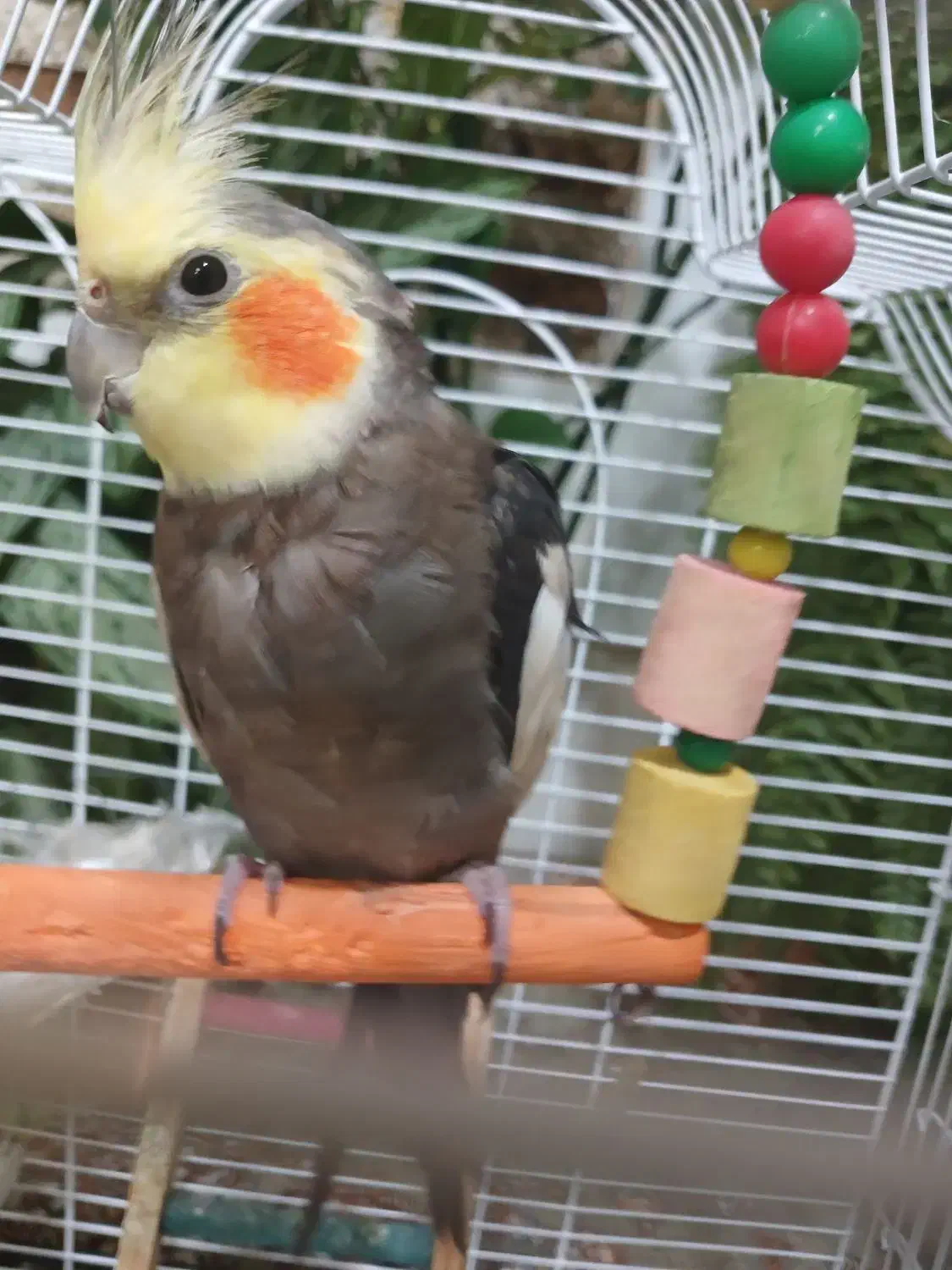 عروس هلندی|پرنده|کرمانشاه, |دیوار