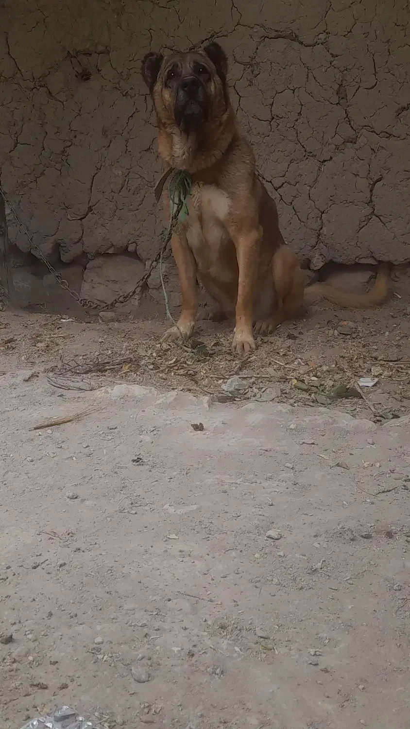 سک سرابی|سگ|اردبیل, |دیوار