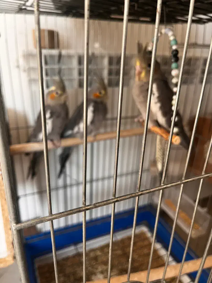 عروس هلندی|پرنده|پردیس, فاز ۲|دیوار