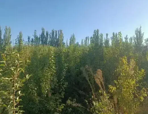 فروش به صورت تعداد بالا|گل و گیاه طبیعی|میاندوآب, |دیوار