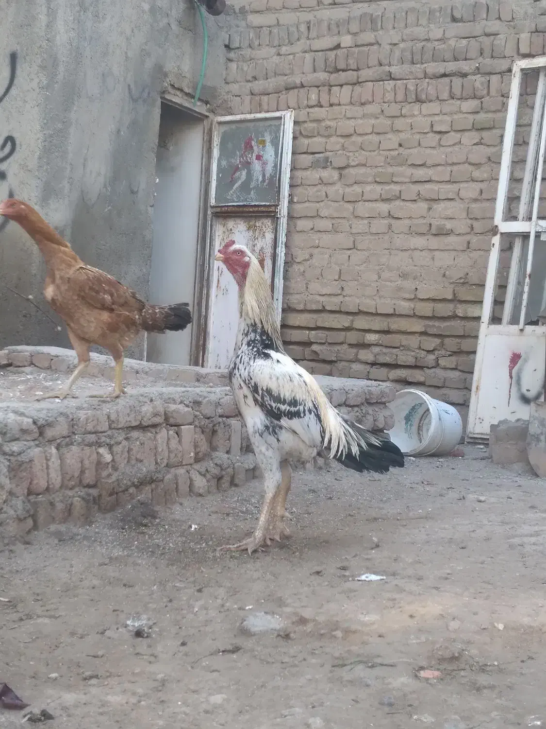 خروس لاری|حیوانات مزرعه|تبریز, |دیوار