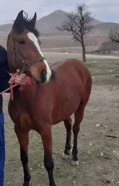 اسب مادیان|اسب و تجهیزات اسب‌سواری|زنجانرود, |دیوار