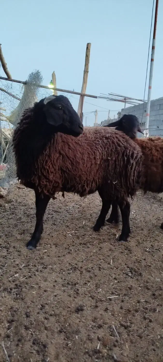 فروش بره نر همو زیگوت درجه یک|حیوانات مزرعه|بسطام, |دیوار