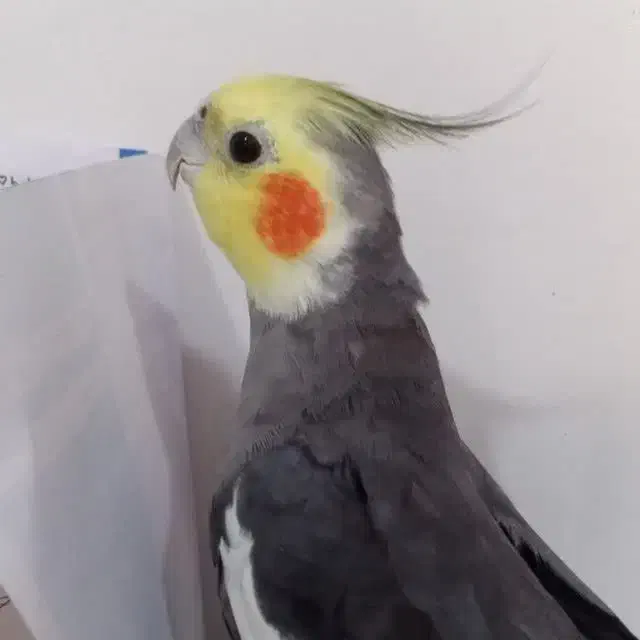 عروس هلندی گم شده|حیوانات|آبادان, |دیوار