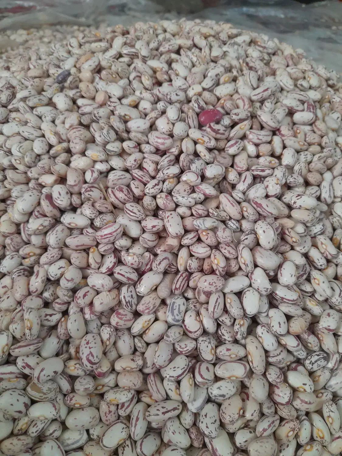 لوبیا چیتی زود پز.کشت امسال|خوردنی و آشامیدنی|بهار, |دیوار