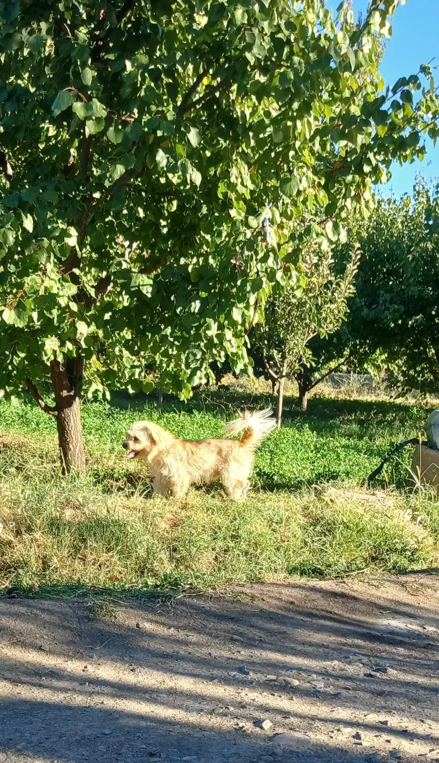 پاکوتاه .۲ساله کاملا اهلی|سگ|کشکسرای, |دیوار