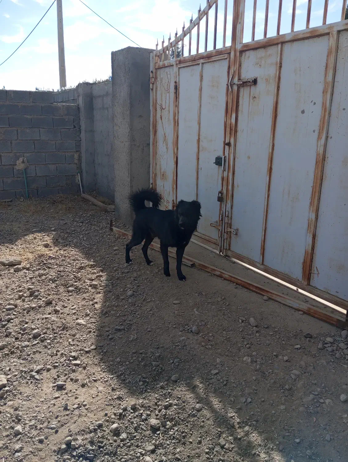 سگ نگهبان|سگ|سروستان, |دیوار