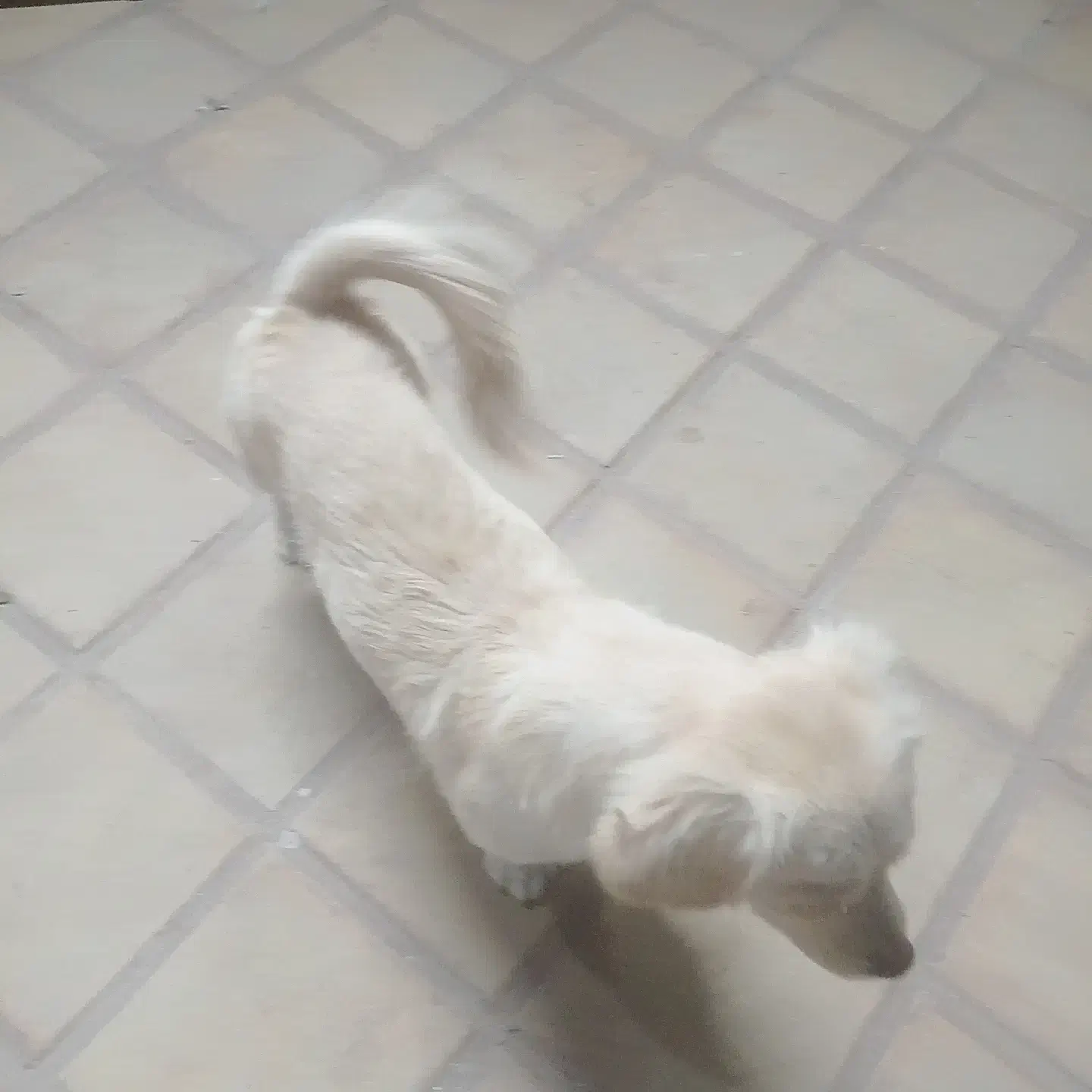 سگ بازیگوش اپارتمانی کم صدا|سگ|کاشان, یزدآباد|دیوار