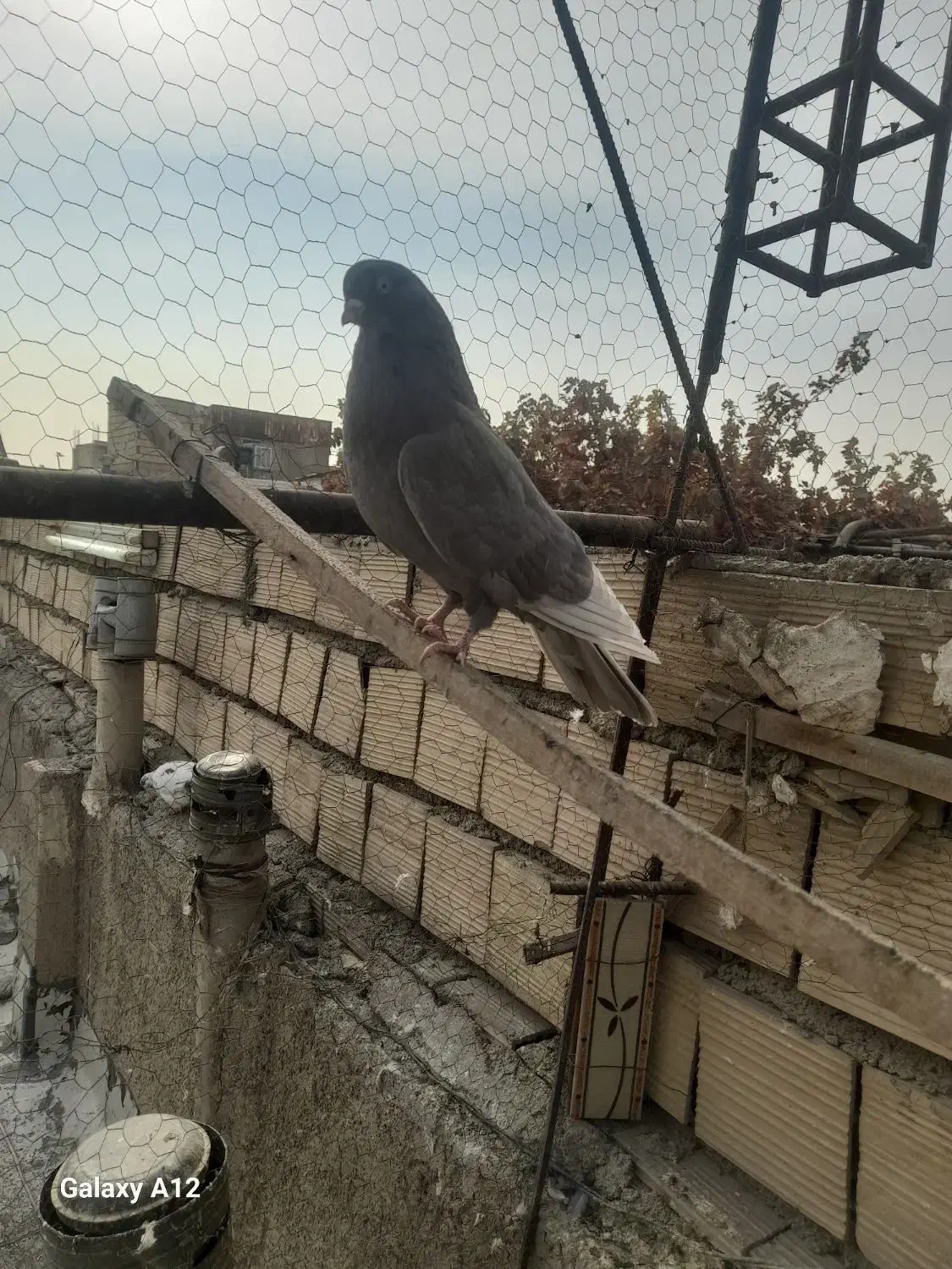 کفتر|پرنده|شهریار, بکه|دیوار