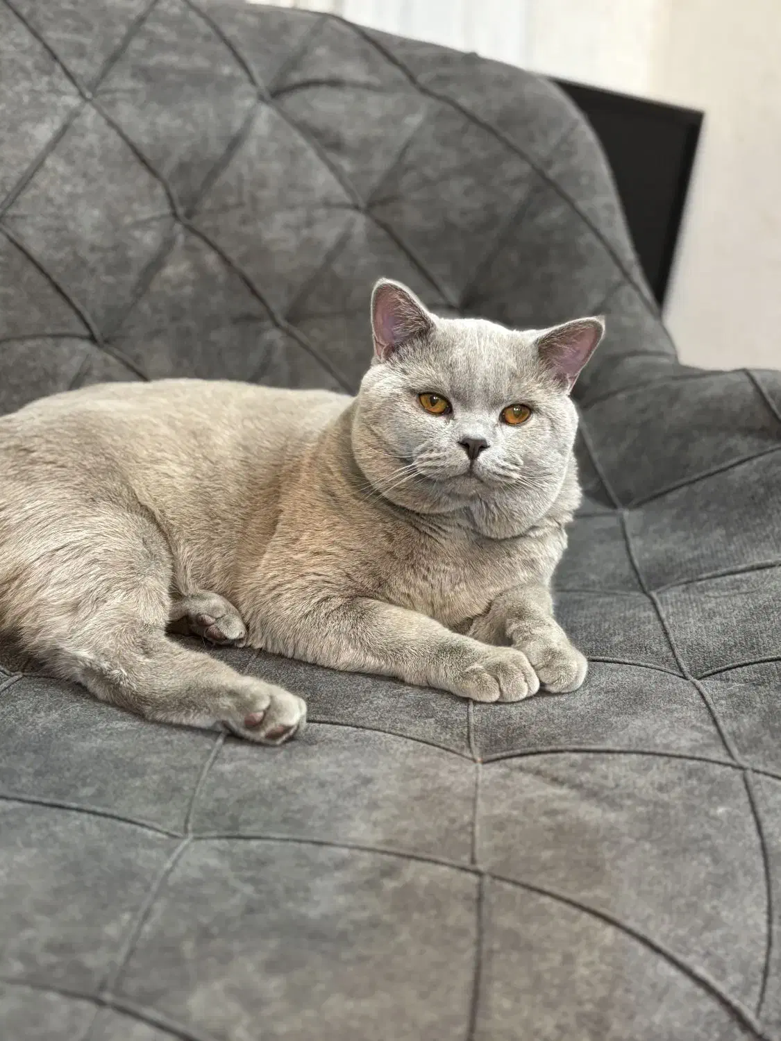 گربه بریتیش لیلاک|گربه|قم, بنیاد|دیوار