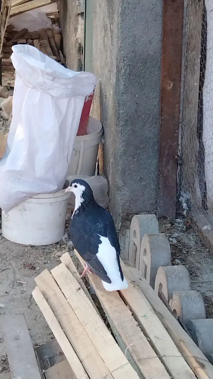 ساده سیاه ماده|پرنده|شاندیز, |دیوار