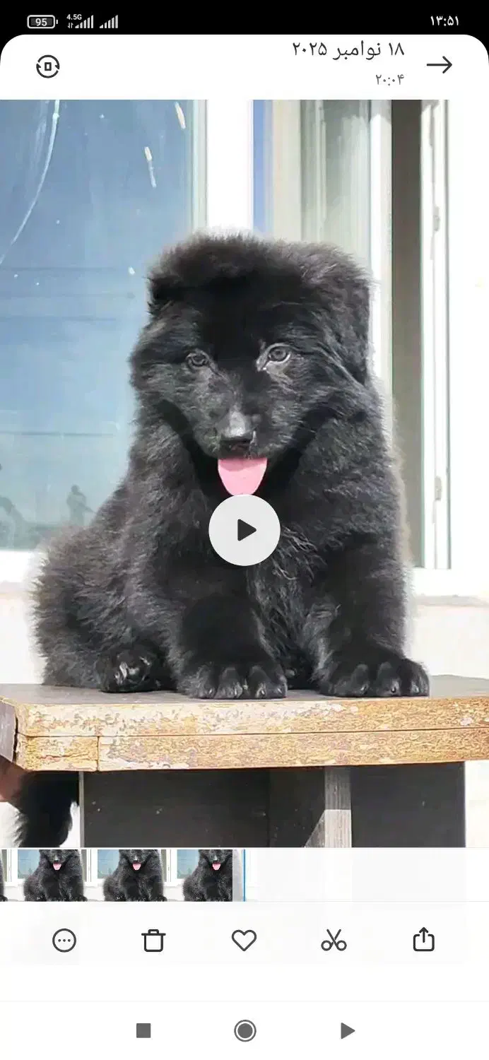 توله ژرمن بلک موبلند|سگ|شیراز, شهرک بزین|دیوار