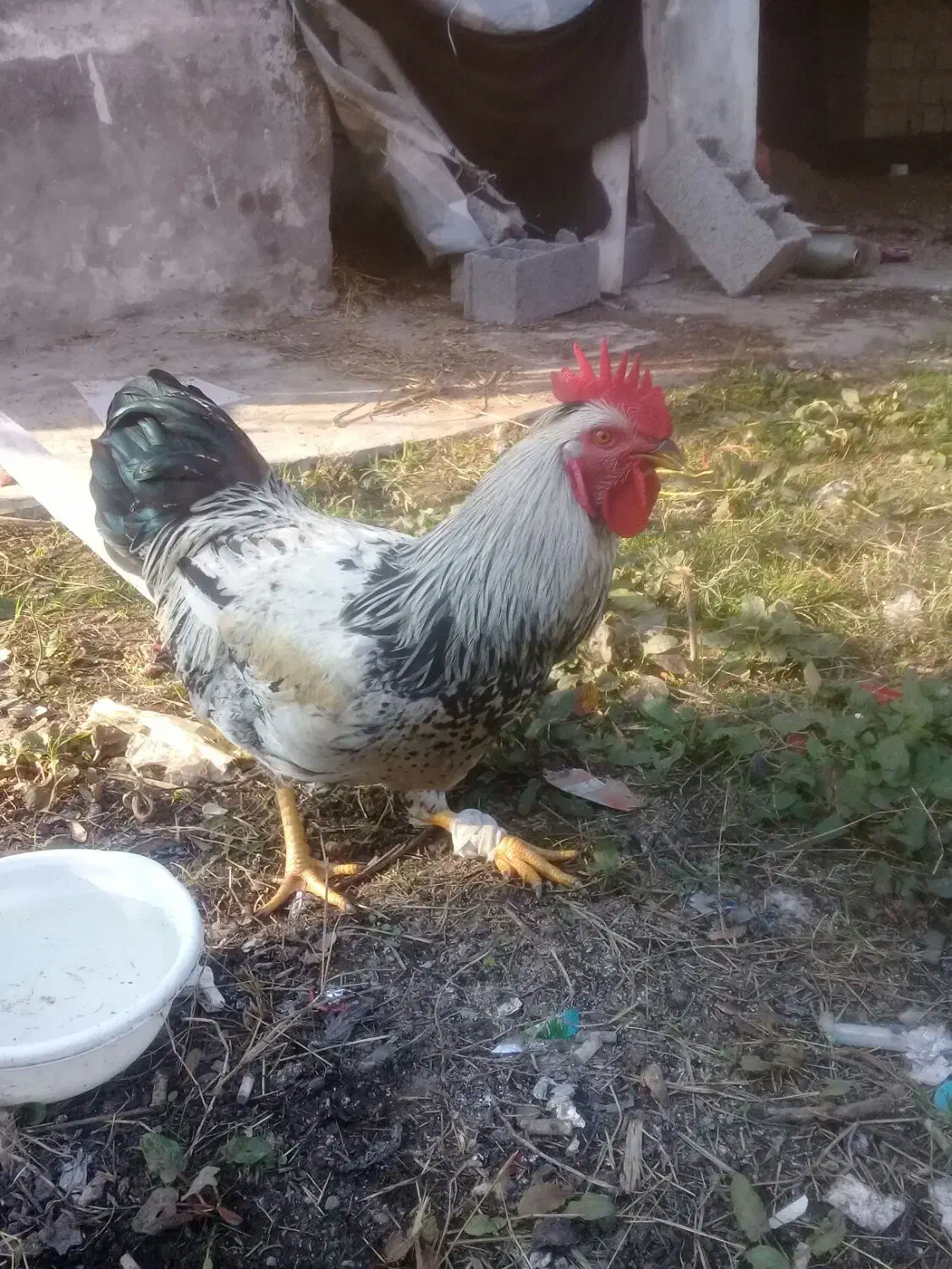 یک عددخروس سیاه سفیدقیمت ۹۰۰۰۰۰|حیوانات مزرعه|آستانه اشرفیه, |دیوار