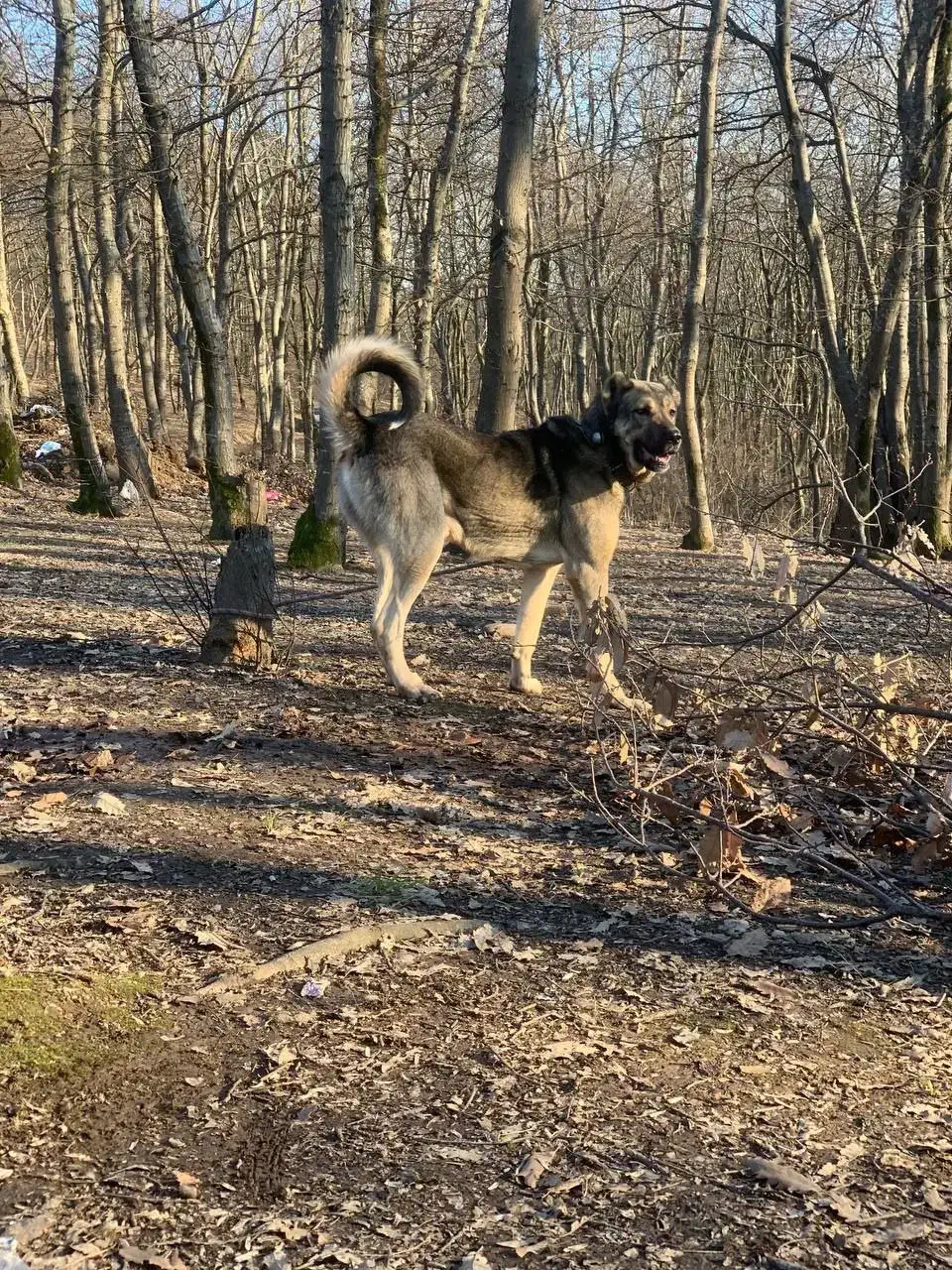 سگ نگهبان|سگ|گلبهار, شهر جدید گلبهار|دیوار