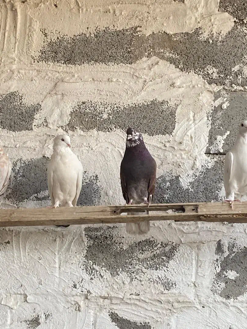 کبوتر|پرنده|بادرود, |دیوار