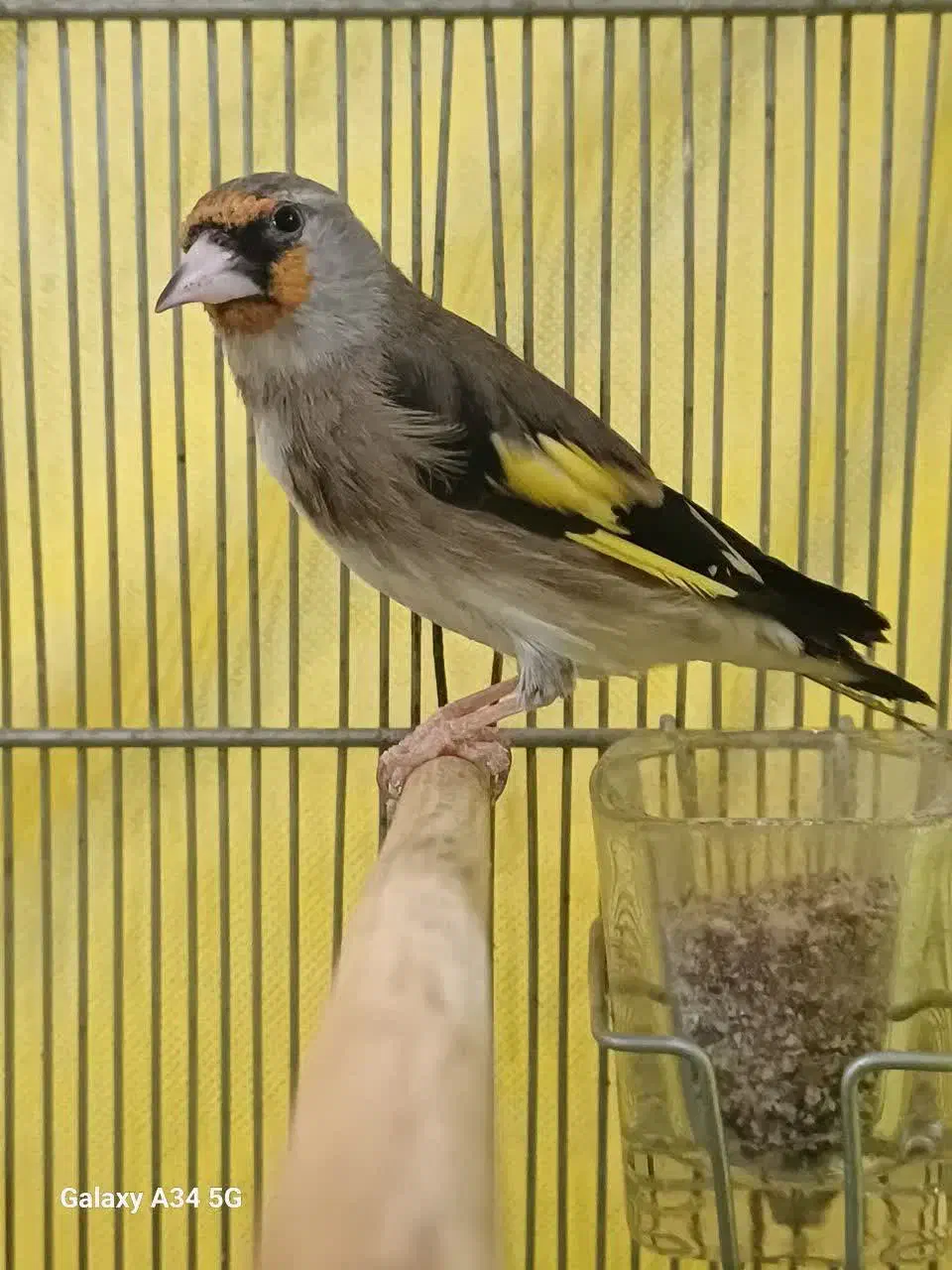 سهره کرمانی دورگه|پرنده|فردیس, نگارستان|دیوار