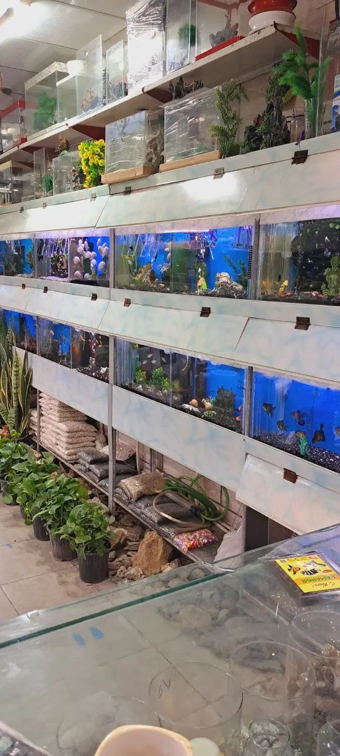 ماهی گوپی کوپی آکواریوم سوپر مولد|ماهی|مشهد, شهید آوینی|دیوار