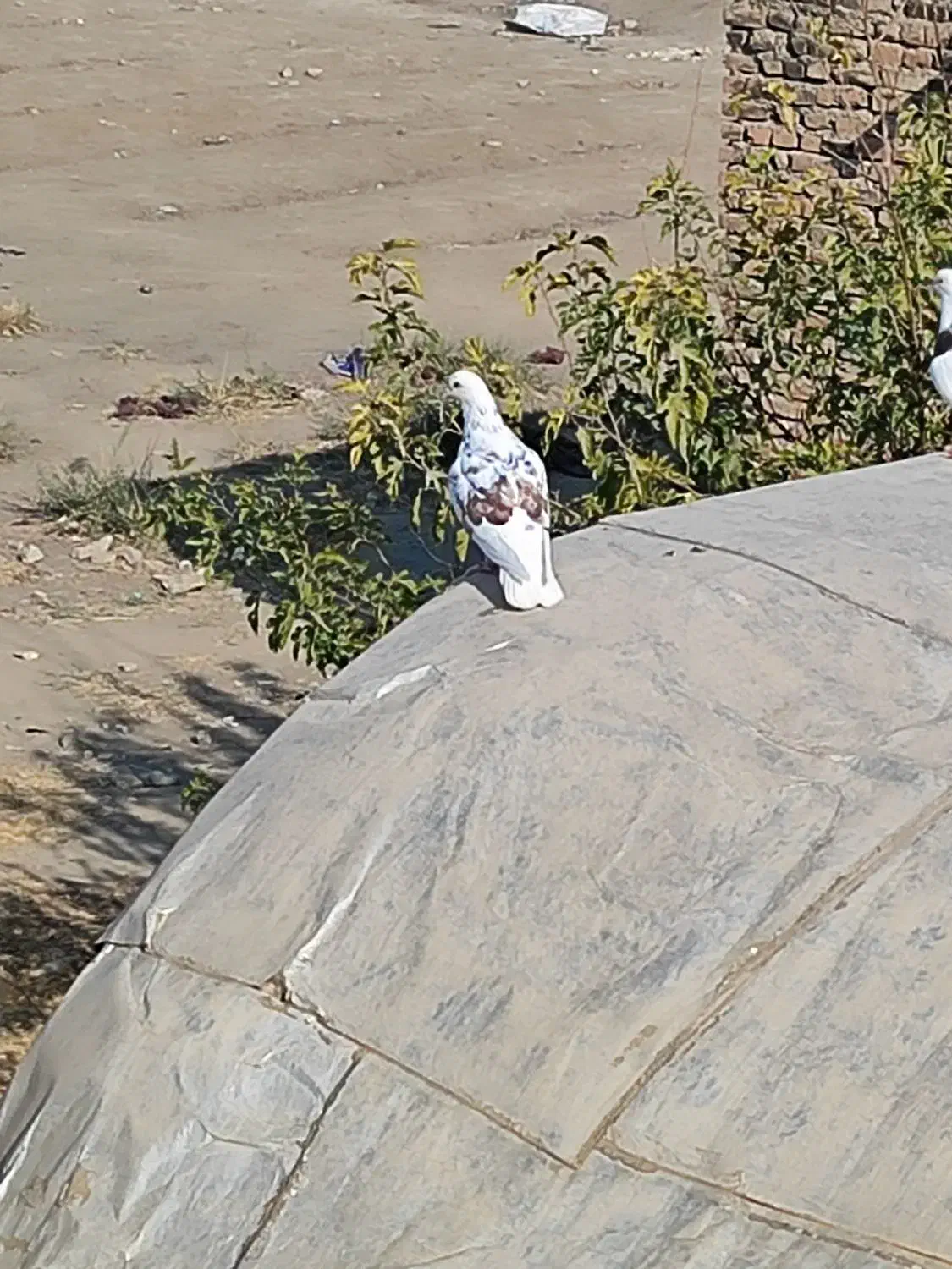 کفتر خوب طوقی|پرنده|محمدشهر, سیدآباد|دیوار