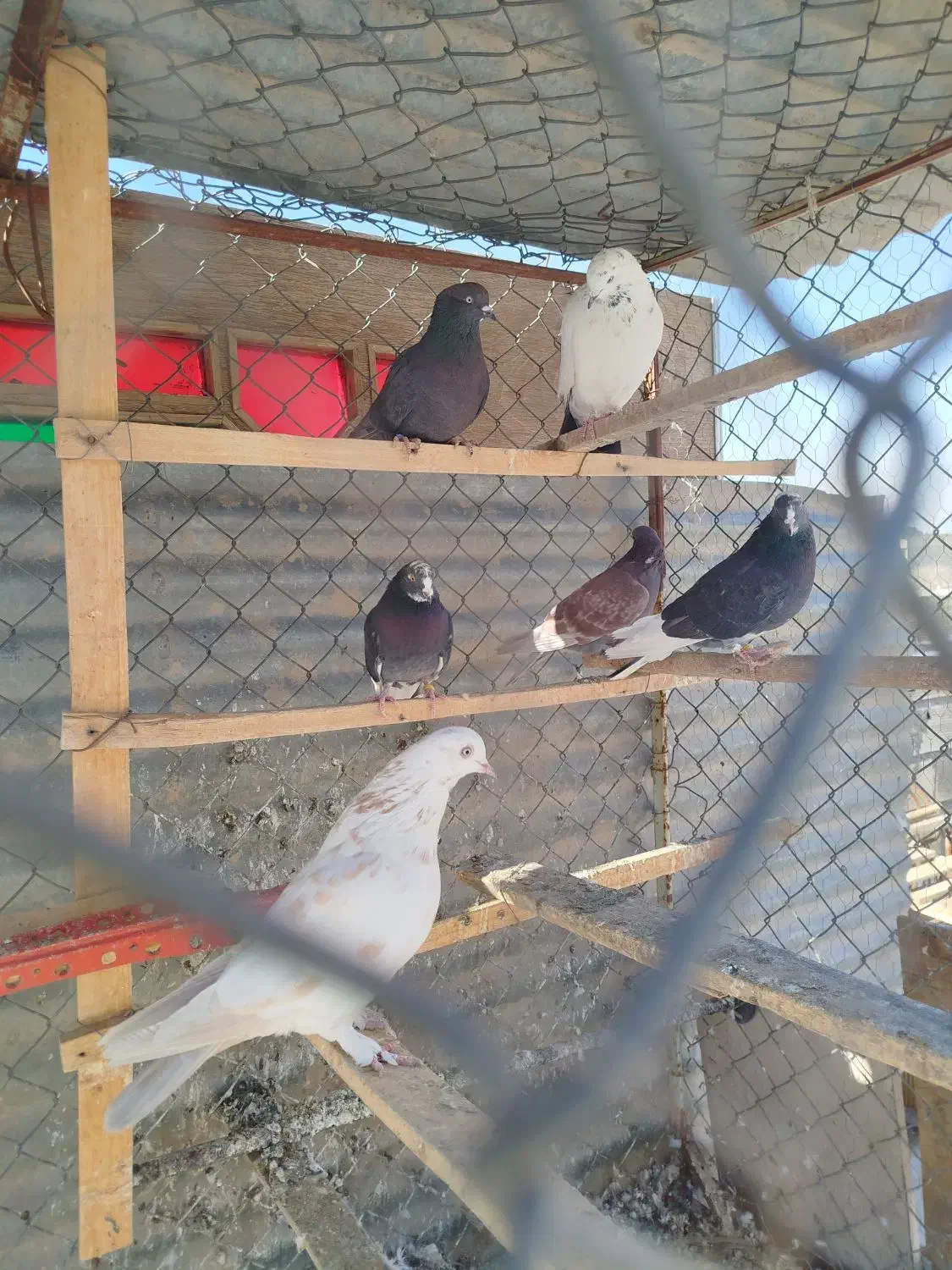 کبوتر|پرنده|ابریشم, |دیوار