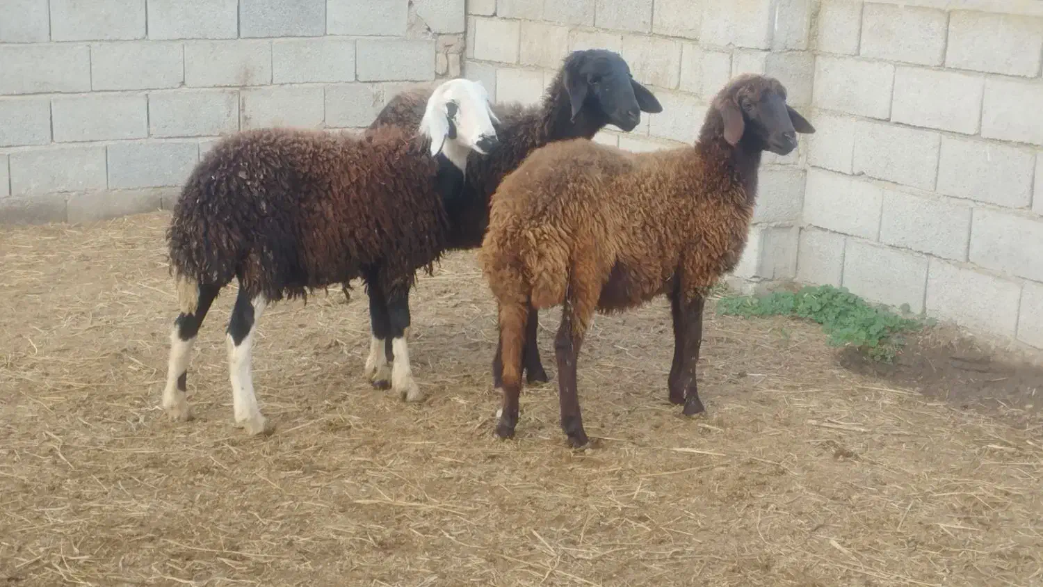 3عددتوقلی و3عددبزغاله ماده گوسفند|حیوانات مزرعه|گرگان, |دیوار