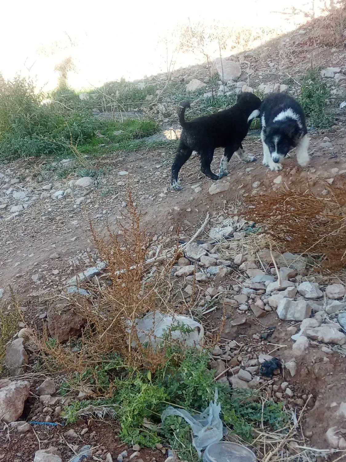 واگذاری توله قدرجونی|سگ|درودزن, |دیوار