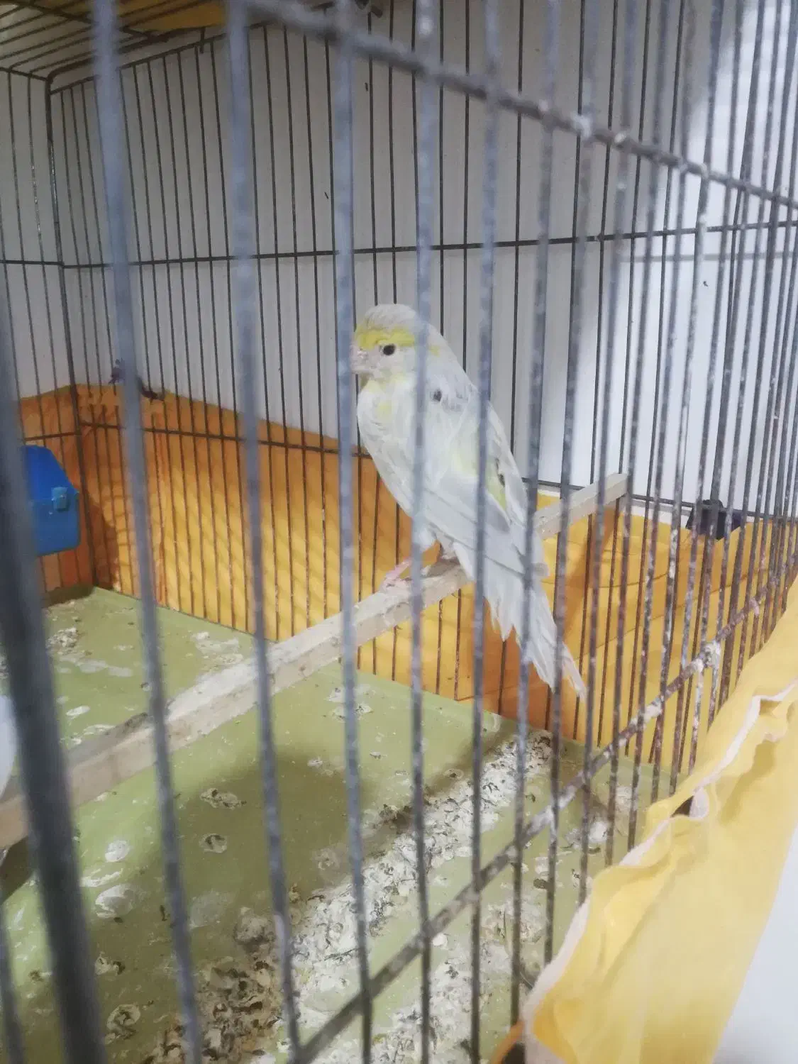 قناری|پرنده|پاکدشت, پاکدشت (مامازند)|دیوار