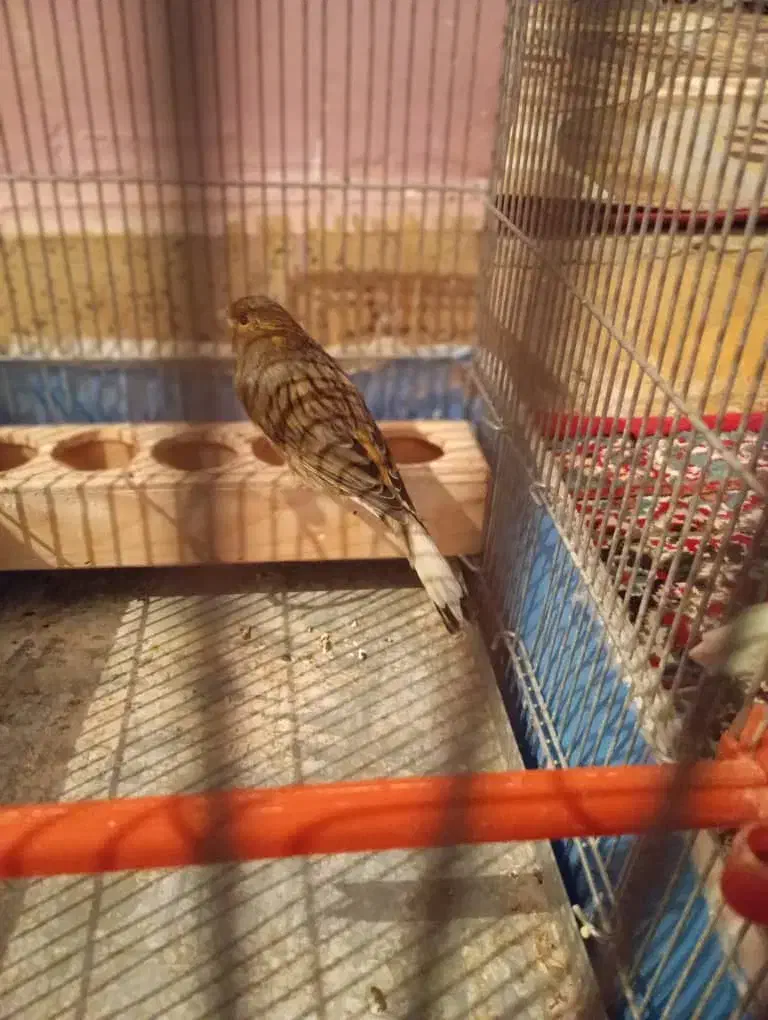 قناری نر خرامه|پرنده|شیراز, کاراندیش|دیوار