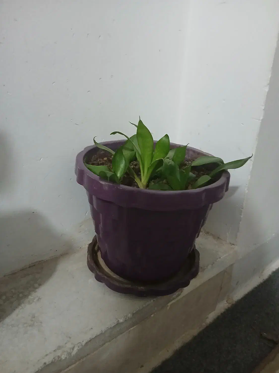 ۶ تا گل و گلدان همه با هم ۸۵۰ تومن|گل و گیاه طبیعی|یزد, |دیوار