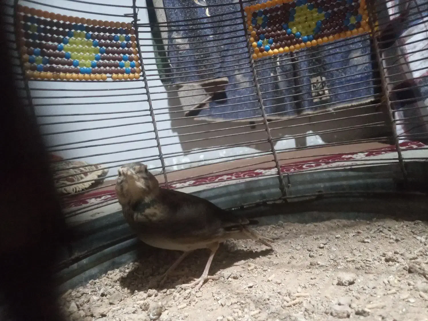 سهره خاکی|خزنده|کرمانشاه, |دیوار