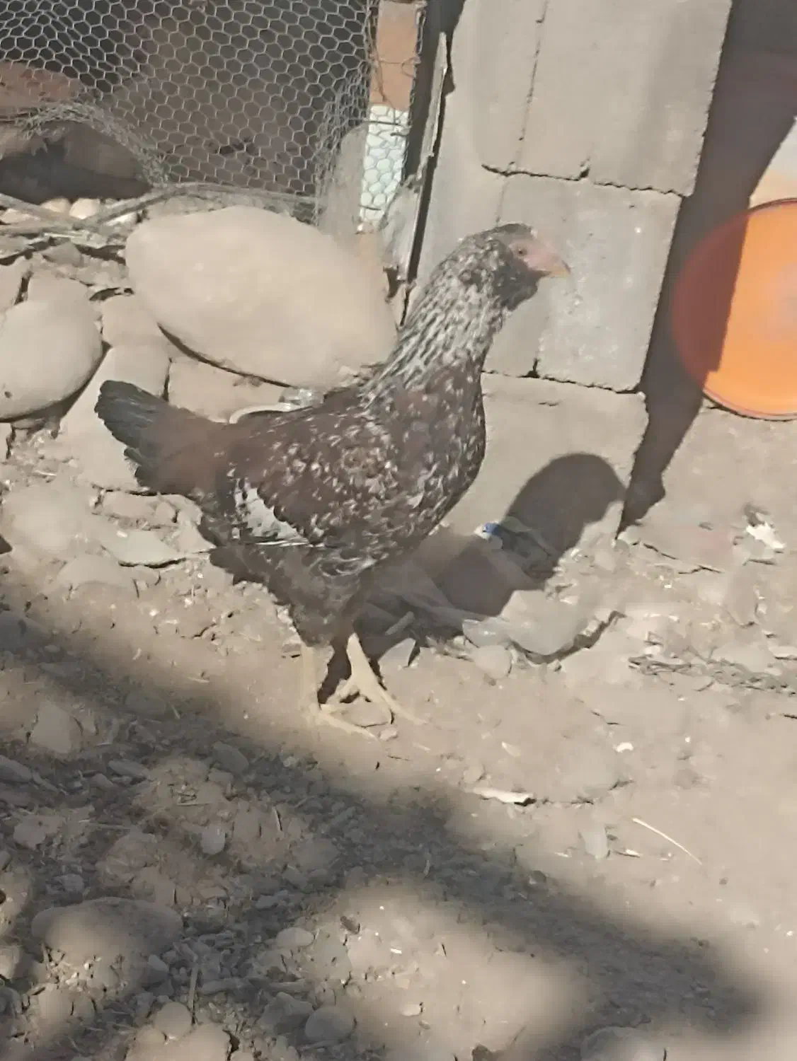 مرغ|پرنده|ایرانشهر, |دیوار