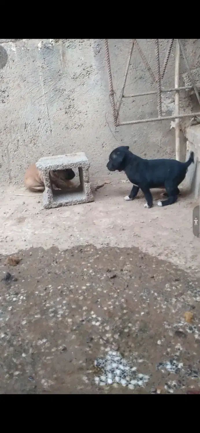 سرابی خالص پدرمادرش هم موجودن|سگ|شوشتر, |دیوار