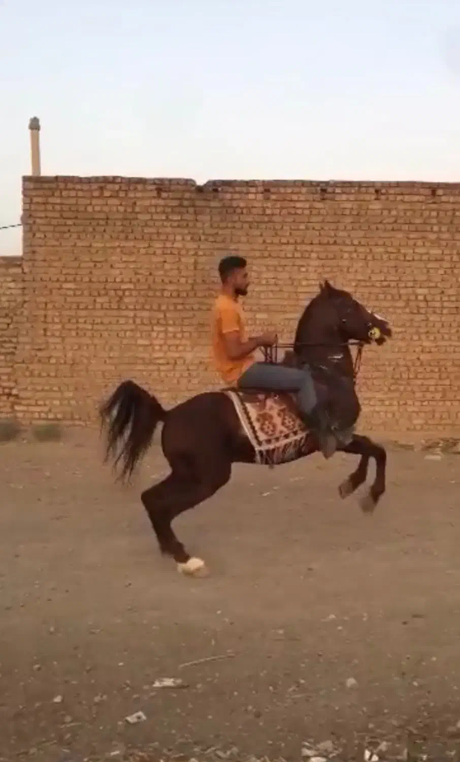 جنست نر|اسب و تجهیزات اسب‌سواری|اردبیل, |دیوار