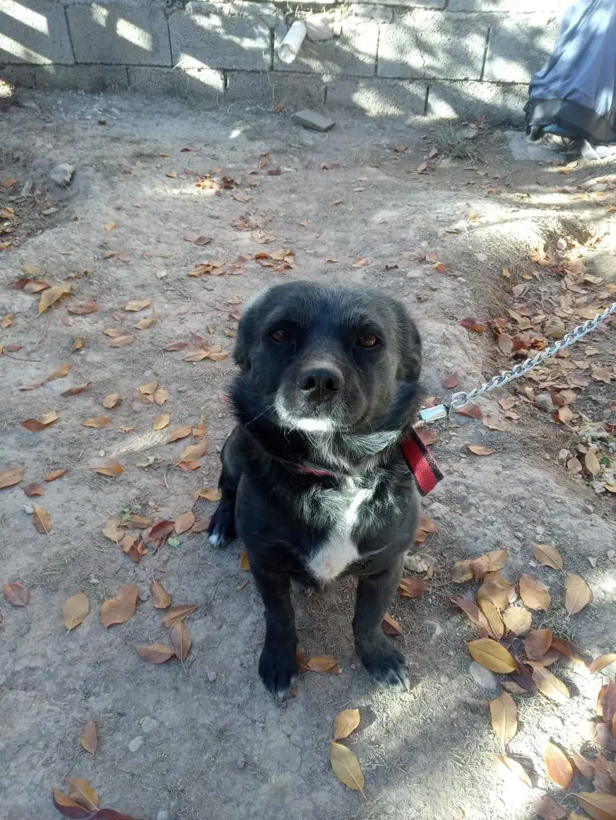 سک پاپی اشپیتز نر مشکی باهوش|سگ|شهرضا, |دیوار