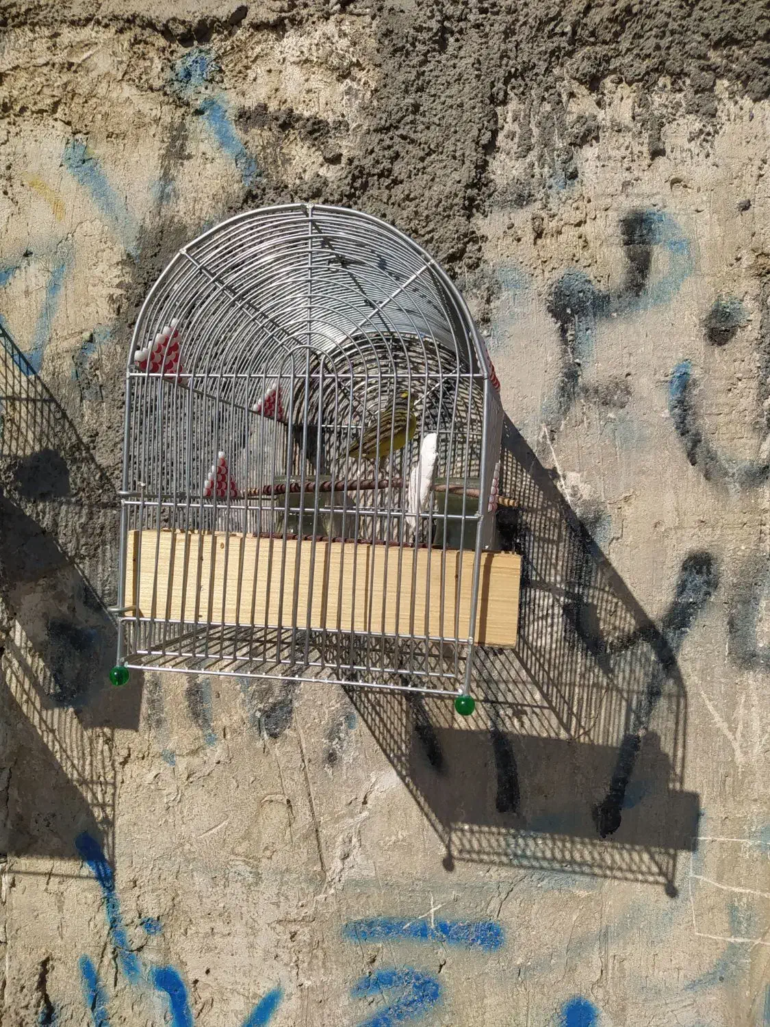 باسلام فروش یاسمین نر مست|پرنده|شیراز, حومه شیراز|دیوار