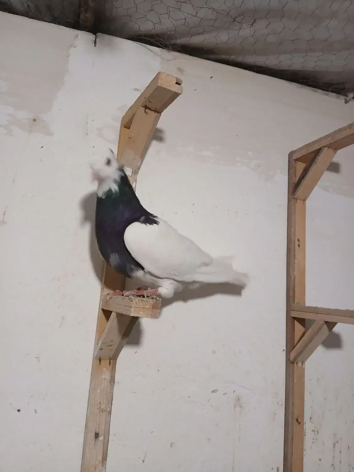 طوقی سیاه ماده|پرنده|مشهد, کارمندان دوم|دیوار