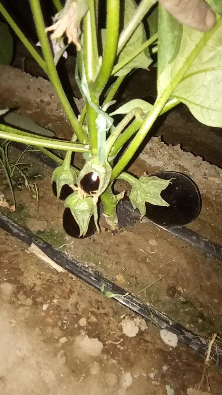 گلخانه بادمجان اجاره داده میشود|اجارهٔ دفتر صنعتی، کشاورزی، تجاری|جیرفت, |دیوار