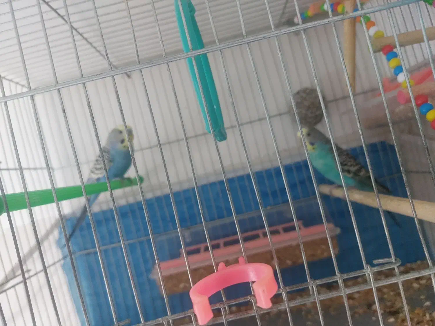 قفس و مرغ عشق جفت تضمینی|لوازم جانبی حیوانات|خوی, |دیوار